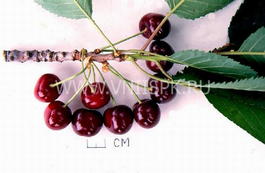 Черешня «Теремошка» (Prunus avium «Teremoshka»)