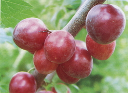 Алыча Клеопатра (Prunus cerasifera Kleopatra)