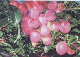 Алыча Кубанская комета (Prunus cerasifera Kubanskaya kometa)