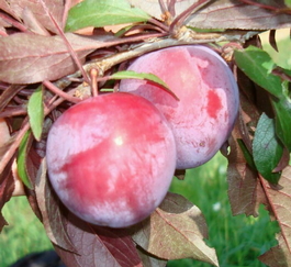 Алыча Лама (Prunus cerasifera Lama)