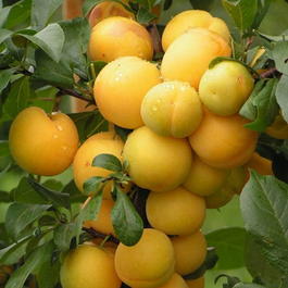 Алыча «Лавина» (Prunus cerasifera «Lavina»)