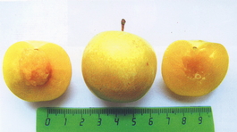 Алыча Мара (Prunus cerasifera Mara)