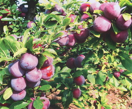 Алыча Найдена (Prunus cerasifera Naidena)