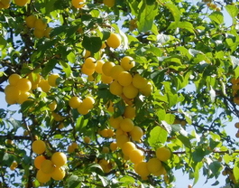 Алыча Подарок Санкт-Петербургу (Prunus cerasifera Podarok Sankt-Peterburgu)
