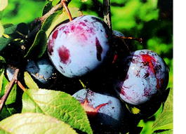 Слива домашняя Ренклод Мичурина (Prunus x domestica Renklod Michurina)