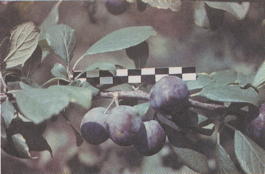 Слива домашняя Венгерка московская (Prunus x domestica Vengerka moskovskaya)
