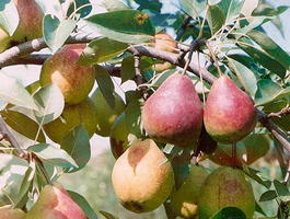 Груша обыкновенная «Академическая» (Pyrus communis «Akademicheskaya»)