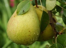 Груша обыкновенная «Аннушка» (Pyrus communis «Annushka»)
