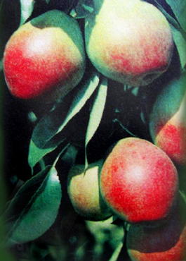 Груша обыкновенная Брянская красавица (Pyrus communis Bryanskaya krasavitsa)