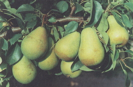 Груша обыкновенная Чижовская (Pyrus communis Chizhovskaya)