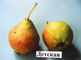 Груша обыкновенная Детская (Pyrus communis Detskaya)