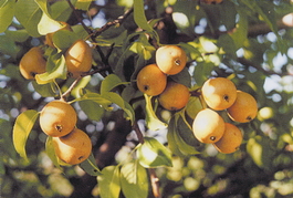 Груша обыкновенная Дюймовочка (Pyrus communis Duimovochka)