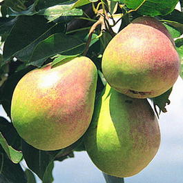 Груша обыкновенная «Духмяная» (Pyrus communis «Dukhmyanaya »)