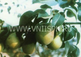 Груша обыкновенная Кафедральная (Pyrus communis Kafedralnaya)