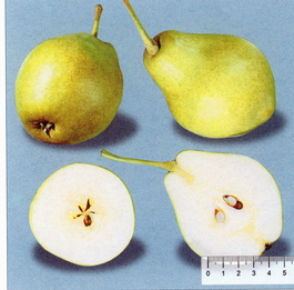 Груша обыкновенная «Космическая» (Pyrus communis «Kosmicheskaya»)