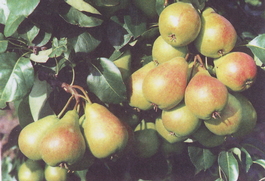 Груша обыкновенная Лада (Pyrus communis Lada)