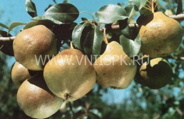 Груша обыкновенная Любимица Яковлева (Pyrus communis Lubimitsa Yakovleva)