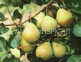 Груша обыкновенная Москвичка (Pyrus communis Moskvichka)