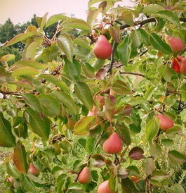 Груша обыкновенная «Нарядная Ефимова» (Pyrus communis «Naryadnaya Efimova»)