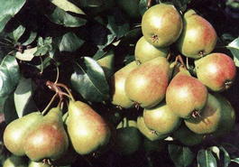 Груша обыкновенная «Нерусса» (Pyrus communis «Nerussa»)
