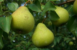 Груша обыкновенная «Орловская красавица» (Pyrus communis «Orlovskaya krasavitsa»)