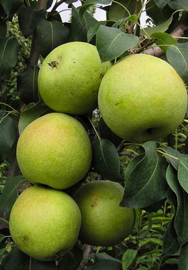 Груша обыкновенная Отрадненская (Pyrus communis Otradnenskaya)
