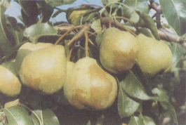 Груша обыкновенная Памяти Яковлева (Pyrus communis Pamyati Yakovleva)