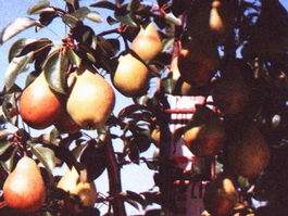 Груша обыкновенная Память Жегалова (Pyrus communis Pamyati Zhegalova)