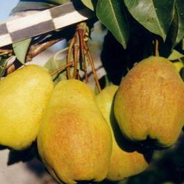 Груша обыкновенная «Прибалтийская маслянистая» (Pyrus communis «Pribaltijskaya maslyanistaya»)