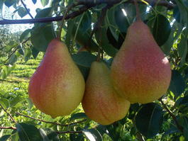Груша обыкновенная «Просто Мария» (Pyrus communis «Prosto Mariya»)
