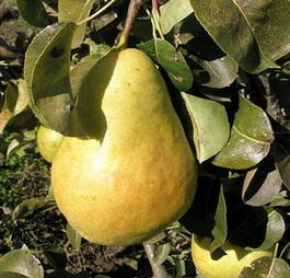Груша обыкновенная «Ранняя лентняя» (Pyrus communis «Rannyaya letnyaya»)