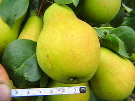 Груша обыкновенная Северянка (Pyrus communis Severyanka)