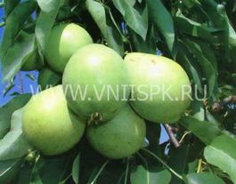 Груша обыкновенная Скороспелка из Мичуринска (Pyrus communis Skorospelka iz michurinska)
