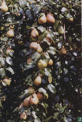 Груша обыкновенная Велеса (Pyrus communis Velesa)