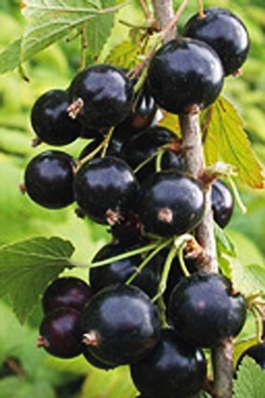 Смородина черная Гулливер (Ribes nigrum Gulliver)