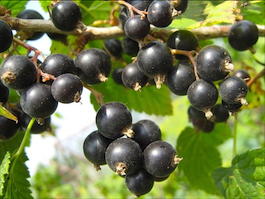 Смородина черная Нара (Ribes nigrum Nara)