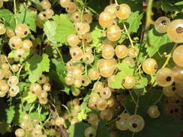 Смородина красная «Булонь белая» (Ribes rubrum «Bulon belaya»)