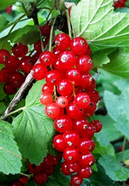 Смородина красная Ролан (Ribes rubrum Rolan)