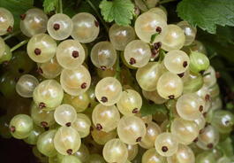 Смородина красная «Смольяниновская» (Белая Смольяниновой) (Ribes rubrum «Smolyaninovskaya» (Belaya Smolyaninovoj))