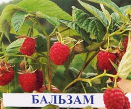 Малина обыкновенная Бальзам (Rubus idaeus Balzam)