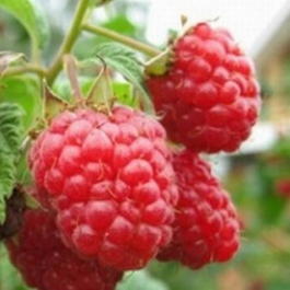 Малина обыкновенная «Бригантина» (Rubus idaeus «Brigantina»)