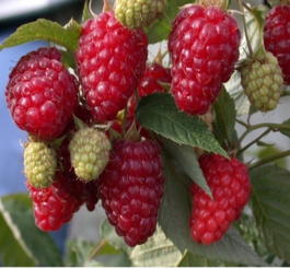 Малина обыкновенная Бриллиантовая (Rubus idaeus Brilliantovaya)