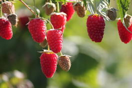 Малина обыкновенная Брянское диво (Rubus idaeus Bryanskoe divo)