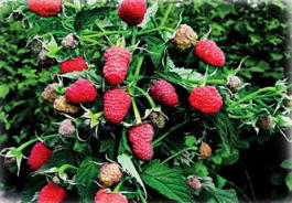 Малина обыкновенная Геракл (Rubus idaeus Gerakl)