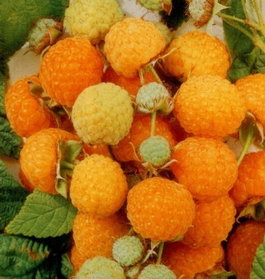 Малина обыкновенная «Golden Queen» (Rubus idaeus «Golden Queen»)