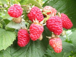 Малина обыкновенная Гусар (Rubus idaeus Gusar)