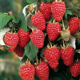 Малина обыкновенная «Heritage» (Rubus idaeus «Heritage»)