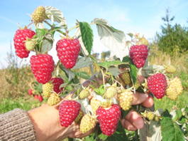 Малина обыкновенная Метеор (Rubus idaeus Meteor)
