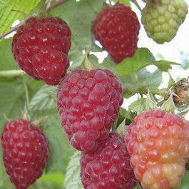 Малина красная «Патриция» (Rubus idaeus «Патриция»)