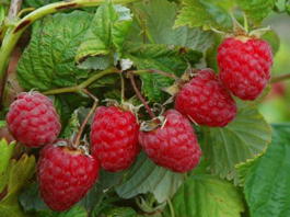 Малина обыкновенная Пересвет (Rubus idaeus Peresvet)